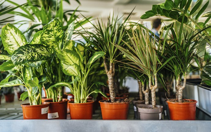 観葉植物はどこで買える?安く買う方法は?