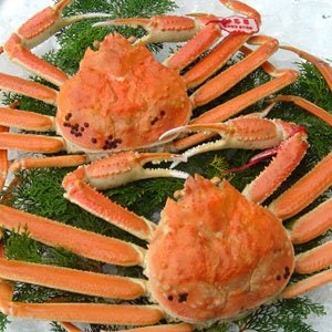 松葉ガニとは?どんなシーンにおすすめ?