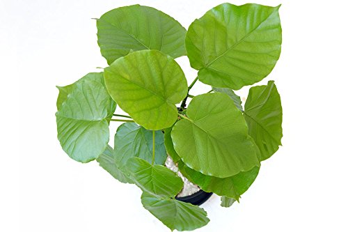 可愛らしいまがり ウンベラータ 葉付きが良くわさわさ 新芽たくさん 可愛らしいまがり ウンベラータ 葉付きが良くわさわさ 新芽たくさん