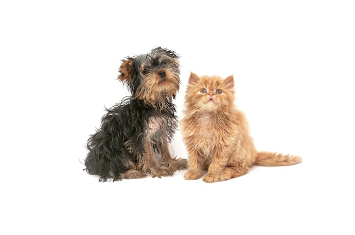 子犬・子猫にシャンプーは必要?