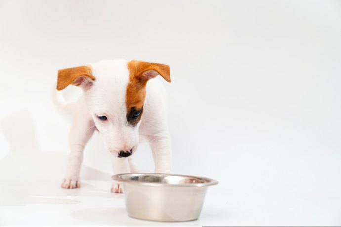 犬が水入れをひっくり返す原因は?対処方法はある?
