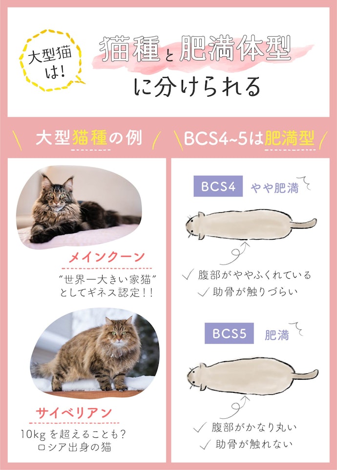 大型猫の基準は?