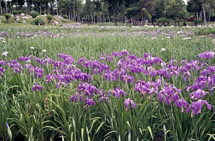 自然豊かなベッドタウン!岩見沢はどんなところ?