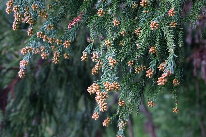 花粉症で咳が出る原因は?