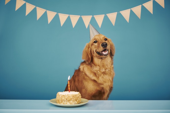 誕生日のお祝いに!犬用ケーキはいつから食べられる?