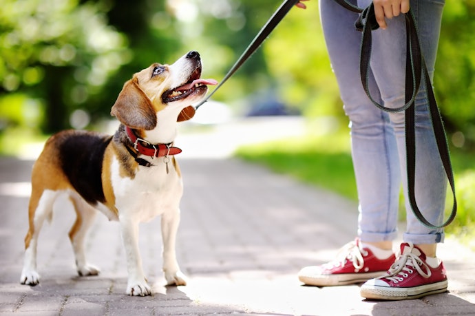 犬には首輪をつけたほうがいい?ハーネスとの違いは?