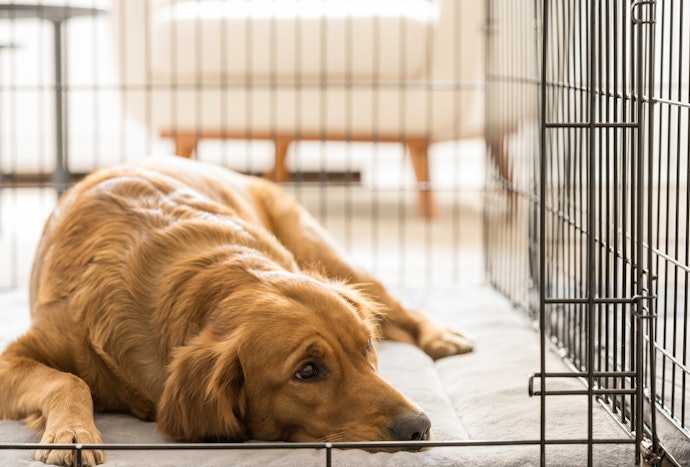 室内に犬小屋は必要?
