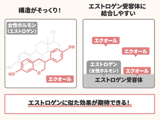 エクオールとは?どんな効果があるの?