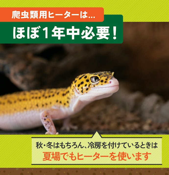 爬虫類用ヒーターは必要?暖かい春・夏は?