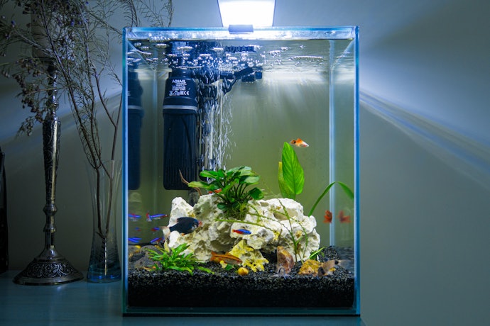 水槽にヒーターは必要?電気代はどのくらいかかるの?