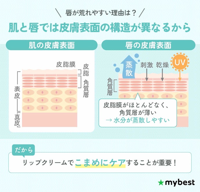 唇が荒れる理由は?リップクリームは塗るべき?