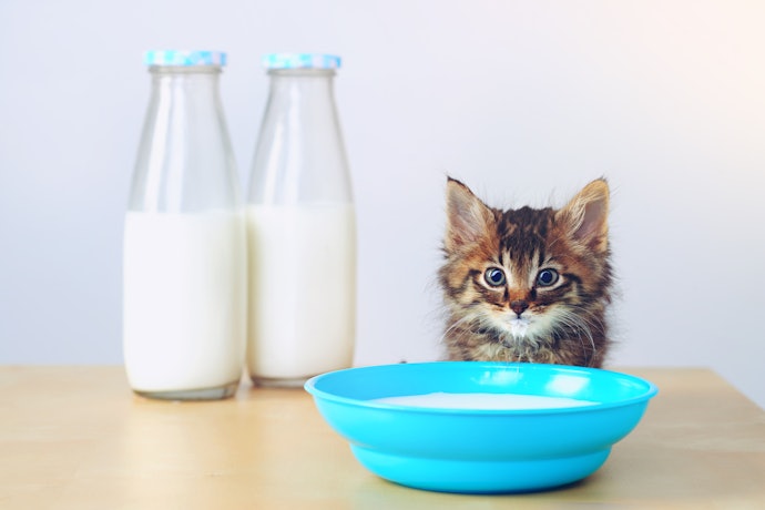 人間用の牛乳で代用できる?