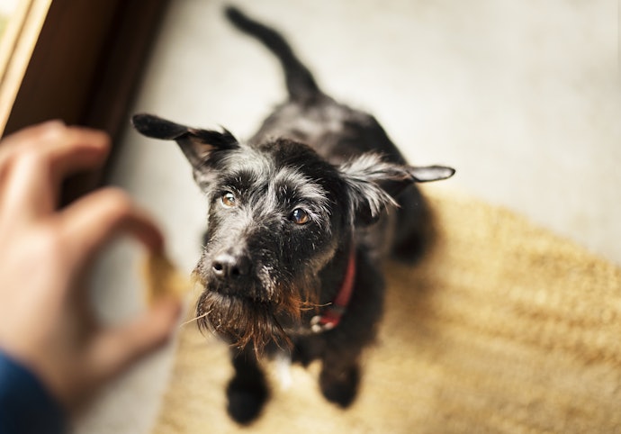 シニア犬におやつを与えてもよい?注意点はある?