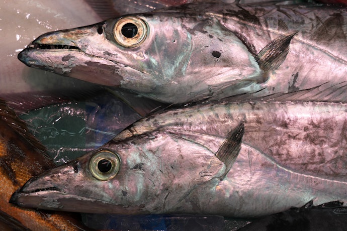 大物も狙える!タチウオ釣りの特徴は?
