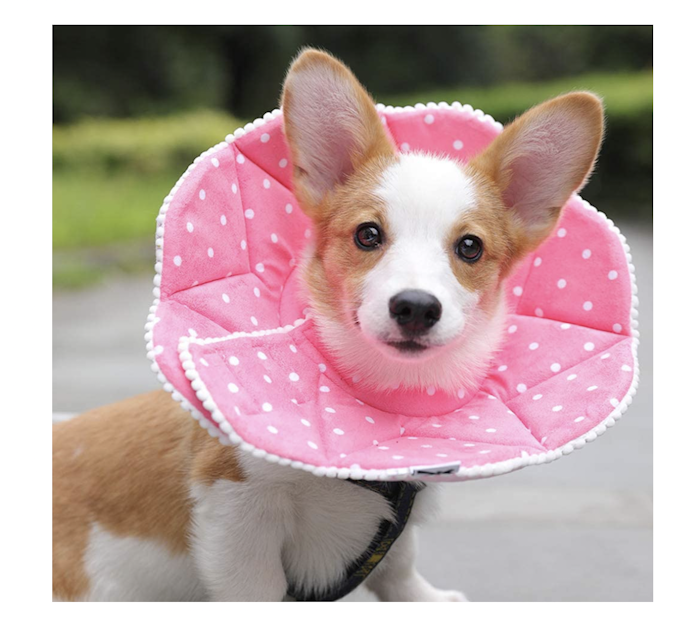 犬用エリザベスカラーとは?