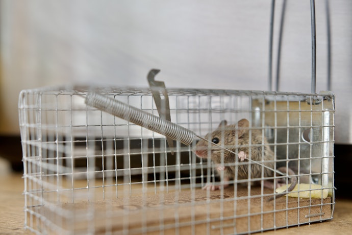 ネズミを駆除できるまでの期間は?ネズミの種類によって効果に違いはある?