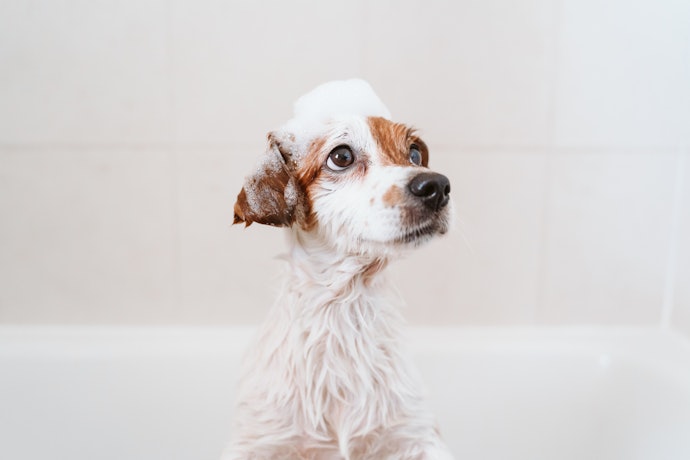 犬用無添加シャンプーとは?人間用で代用できる?