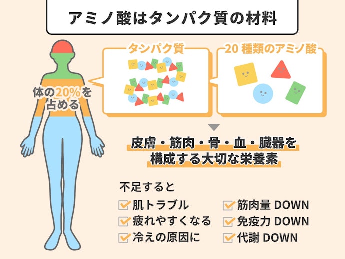 アミノ酸って何?不足するとどうなるの?