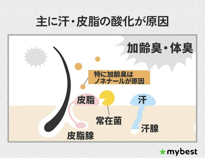 加齢臭・体臭はなぜ発生するの?