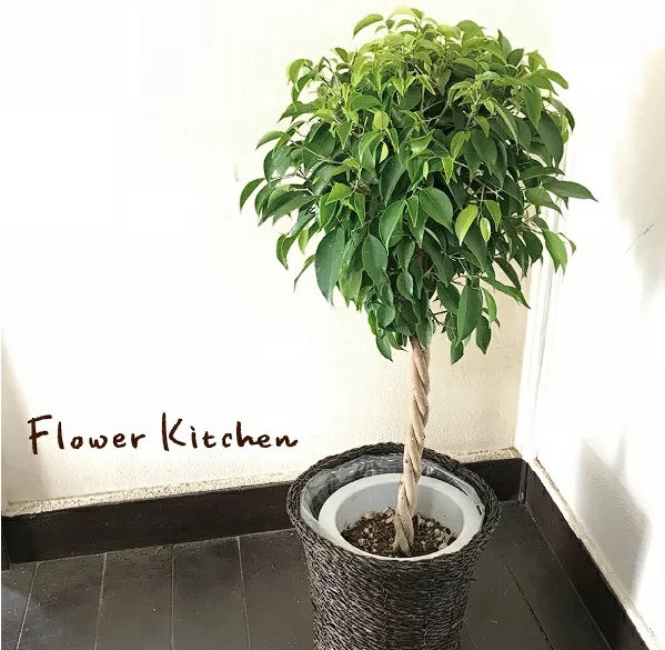 大型観葉植物のおすすめ人気ランキング【2026年4月】 | マイベスト