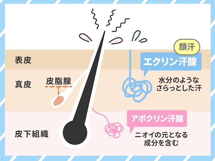 顔に汗をかく原因は?顔汗のメカニズムを知ろう!