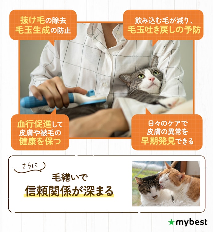 猫にブラッシングは必要?どんな効果があるの?