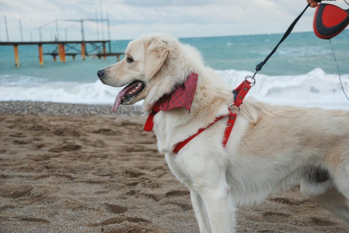 首への負担が少ない!大型犬用ハーネスの魅力は?