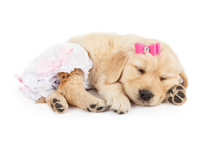 犬用のおむつカバーが必要な理由とは?おすすめの使い方は?