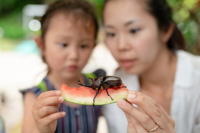 不思議な世界に引き込まれる!昆虫図鑑の魅力とは?