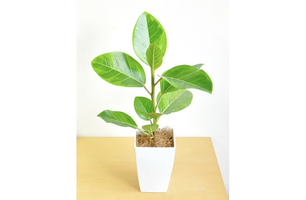 観葉植物⭐︎フィカス⭐︎アルテシマ　 フィカス・アルテシマのおすすめ人気ランキング【2026年5月】 | マイベスト
