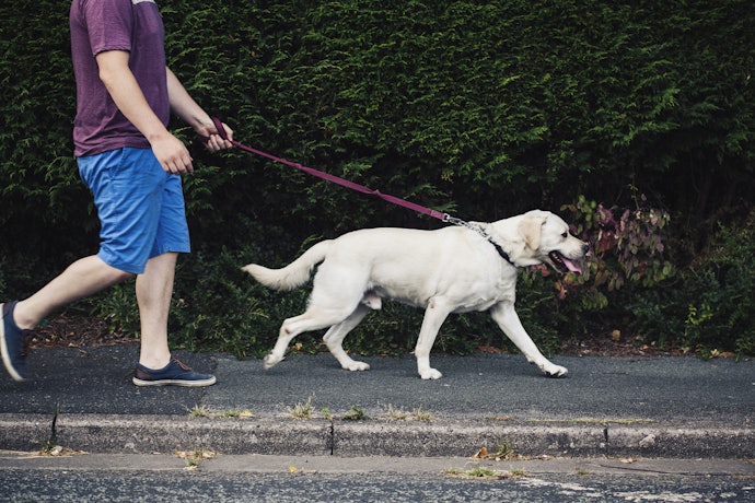 犬のリードはなぜ必要? リードの役割とは?