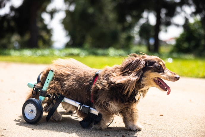 愛犬の健康をサポートする!犬用車椅子とは?