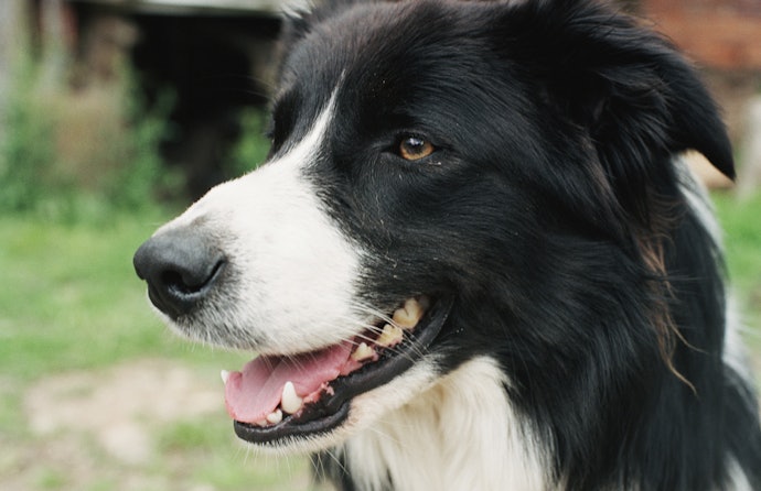 犬の口が臭い!口臭の原因は?