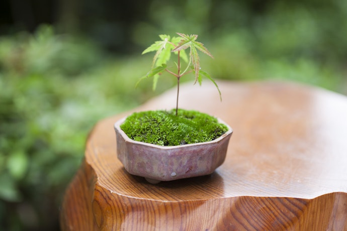 苔の魅力とは?初心者でも楽しめる?