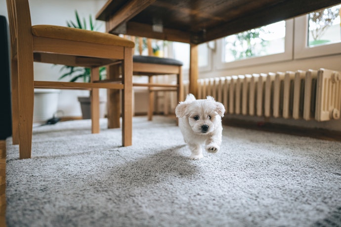 犬のためにタイルカーペットは必要?どんなメリットがある?