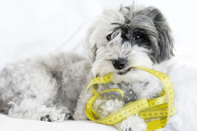 愛犬の口や首まわりのサイズを測っておこう!