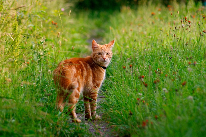GPS付き猫用首輪のメリットとは?どんな犬・猫に必要?