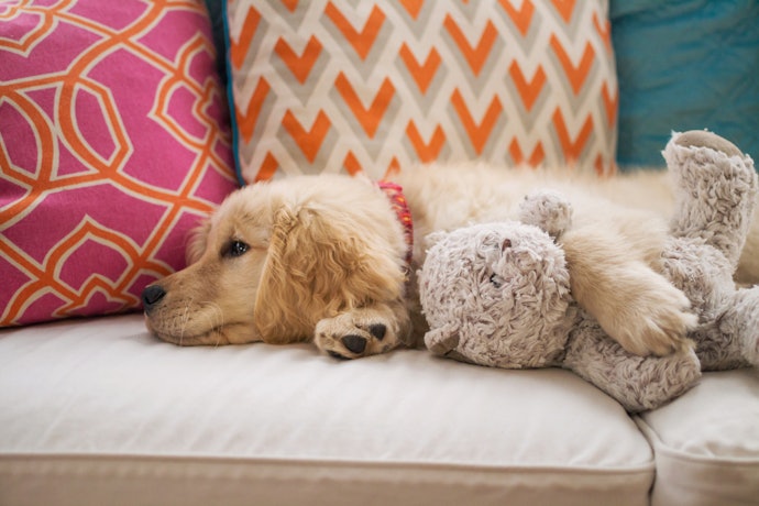 孤独を紛らわせたい!犬の留守番中におもちゃは必要?