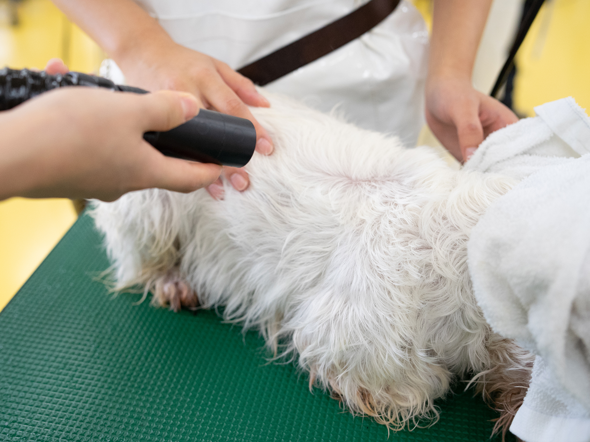速乾犬用ドライヤーのおすすめ人気ランキング【2025年12月】 | マイベスト