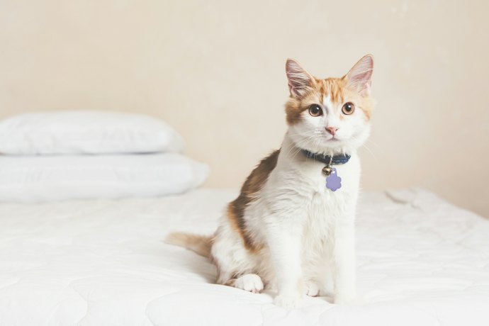 子猫に首輪をつけるのはいつから?