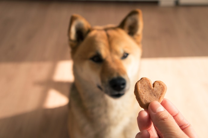 犬におやつは必要?子犬にはいつからあげてよい?