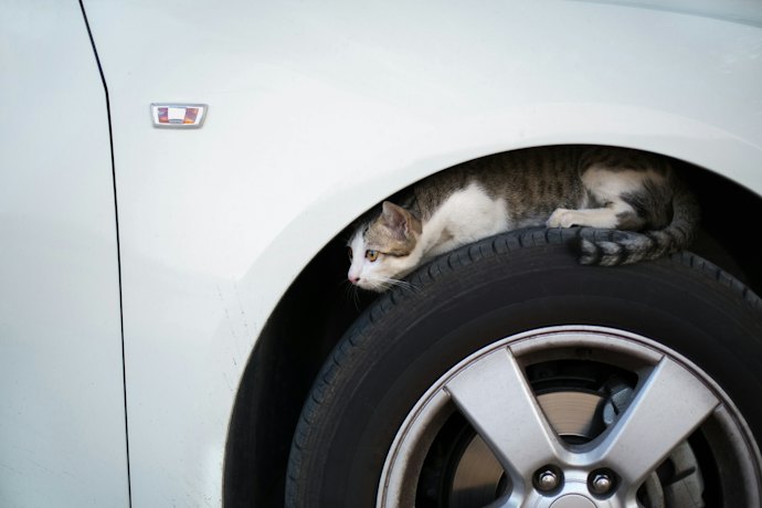 猫よけスプレーとは?どんな効果が期待できる?