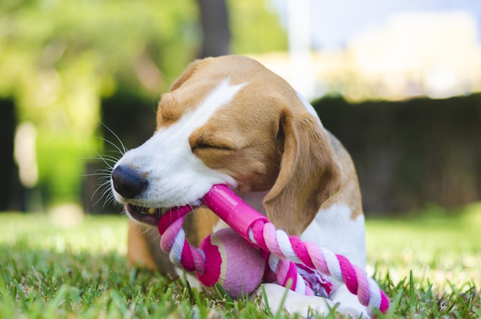 犬に歯磨きは必要?歯磨きおもちゃの効果は?