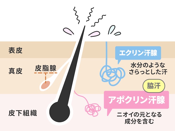 わきがとは?ニオイの原因は一体何?