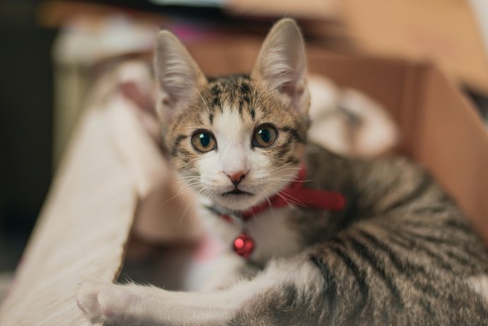 おしゃれ以外にも!子猫に首輪は必要?