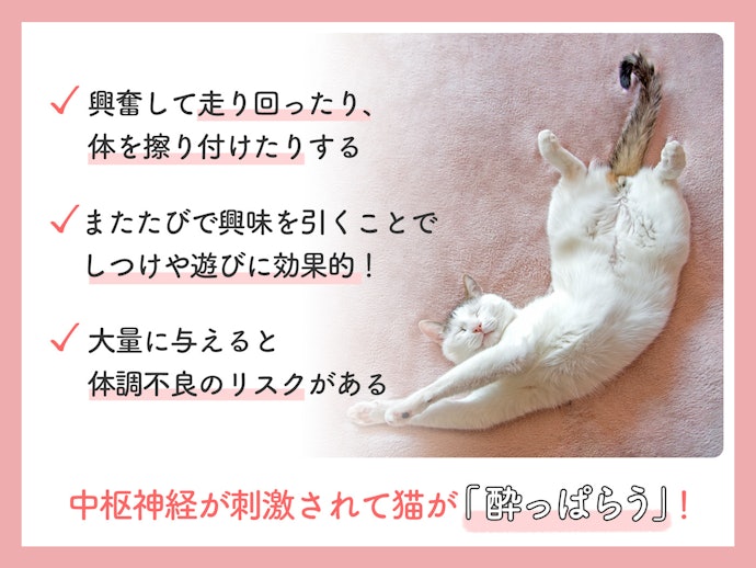 またたびとは?どんな効果がある?