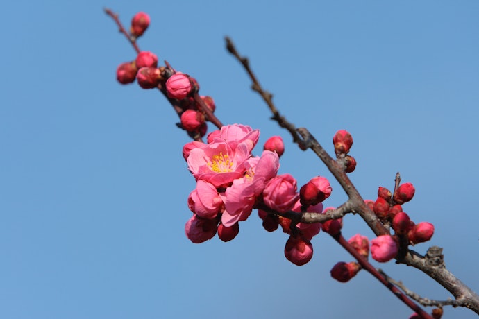梅のお菓子の良い点とは