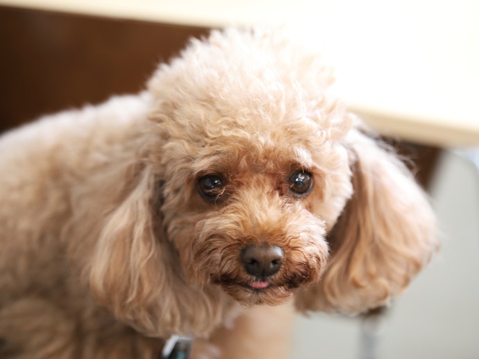 犬に爪切りは必要ない?