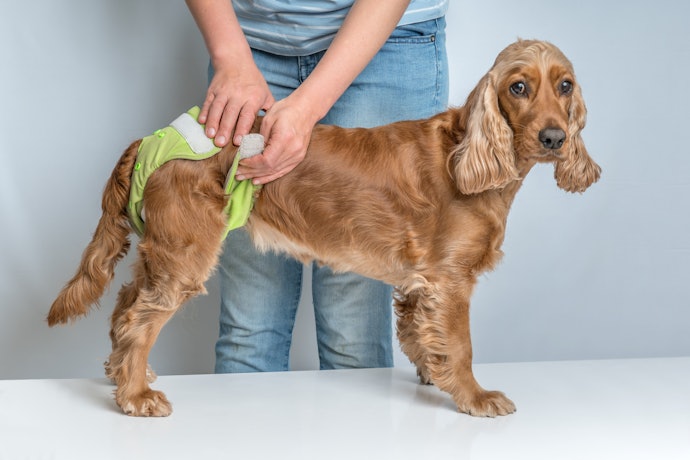 高齢でも快適な生活を!老犬用オムツで衛生的に過ごそう