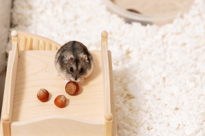 ハムスターにおやつをあげる量や頻度は?